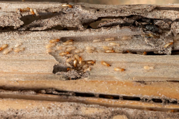Best Mosquito Control Services  in Hudson, IA